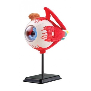Набір для дослідження Edu-Toys Модель очного яблука збірна 14 см (SK007)