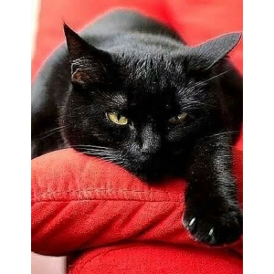 Алмазний живопис Strateg Чорний котик 40х50 см (JSFH85889)