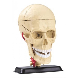 Набір для дослідження Edu-Toys Модель черепа з нервами збірна 9 см (SK010)