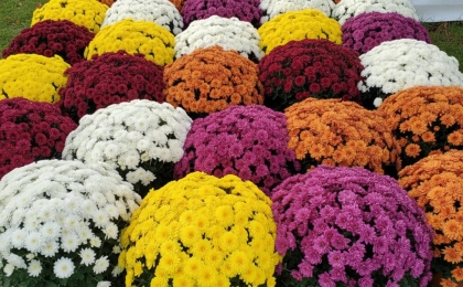 Саженцы хризантемы: как выбрать, посадить и получить пышное цветение