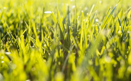 Довговічний газон – стратегія озеленення від Gardener для тих, хто будує на покоління