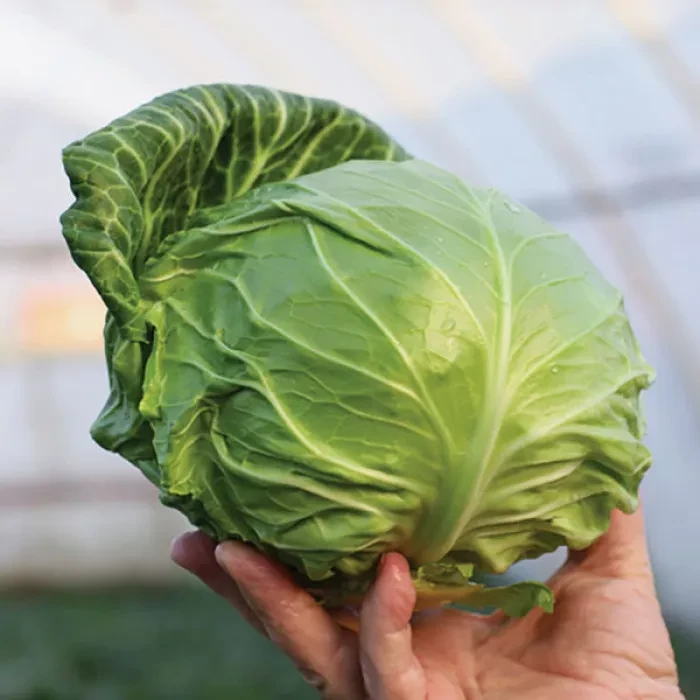 Белокочанная капуста лучше всего растет на плодородных почвах с хорошим увлажнением