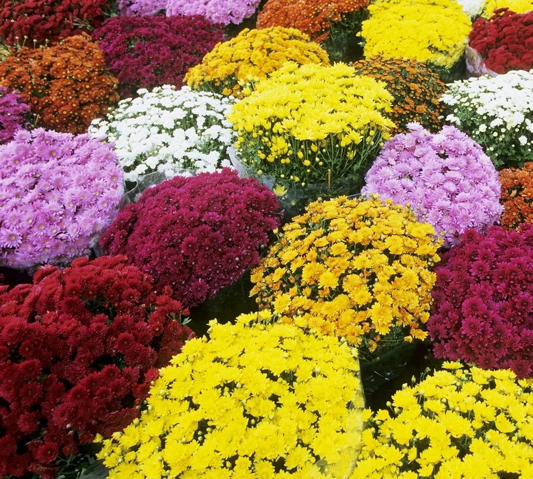 Краткое ботаническое досье и группы сортов