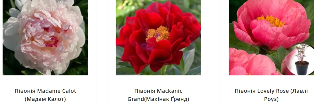 Що відбувається з кущем протягом років