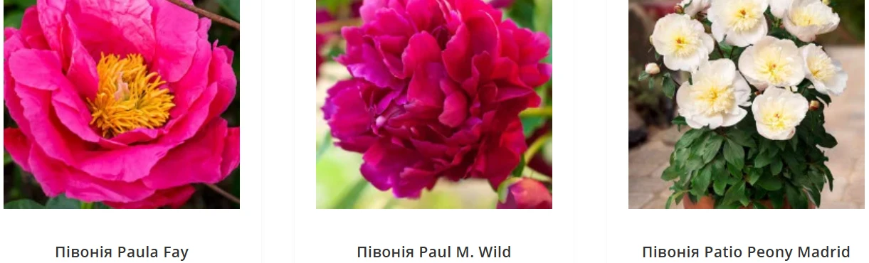 Для зрізки, ландшафту чи колекції: три стратегії вибору